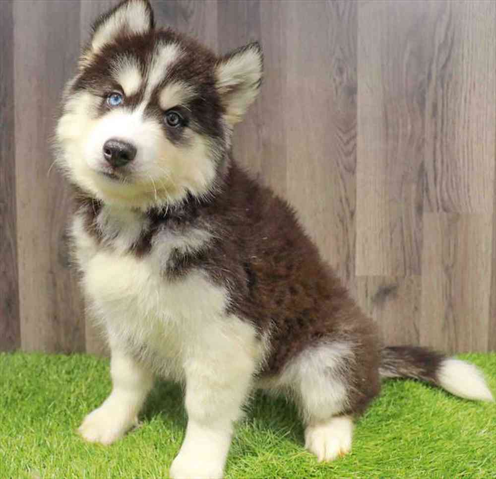 pet-img
