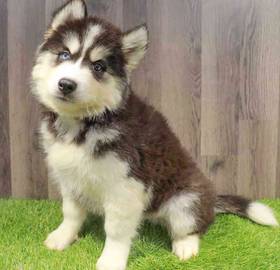 Siberian Husky
