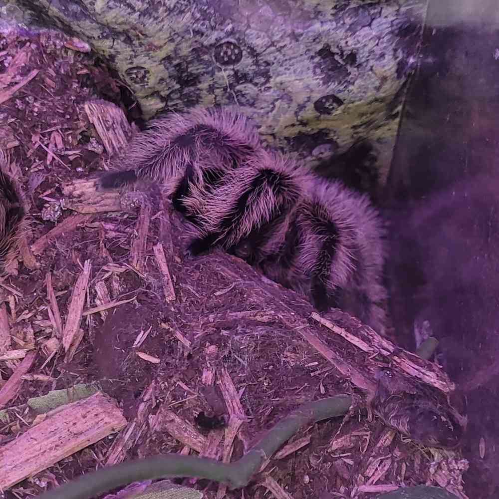 Curly Hair Tarantula