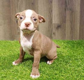 Boston Terrier