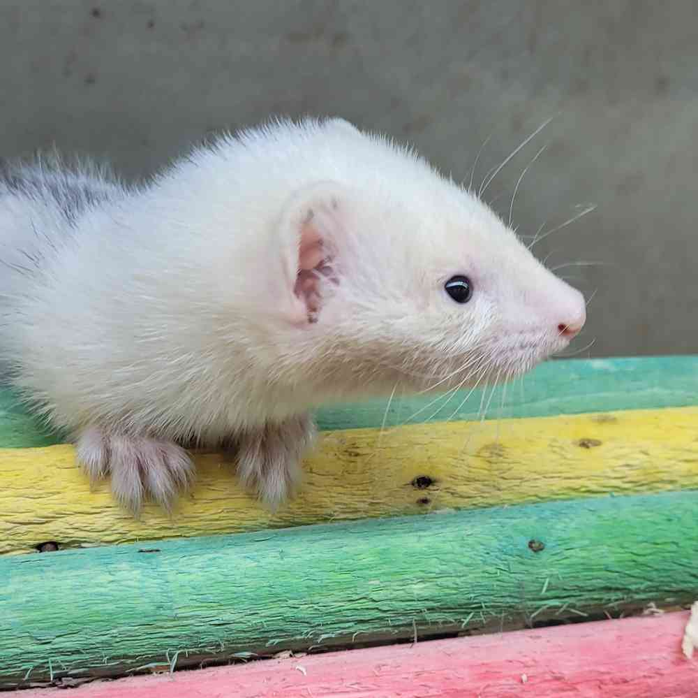 Marshall Ferret