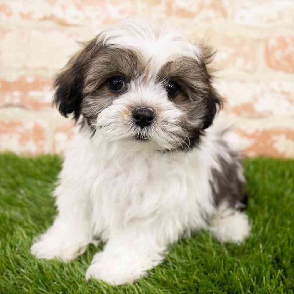 Male, Shipoo, PV Pets