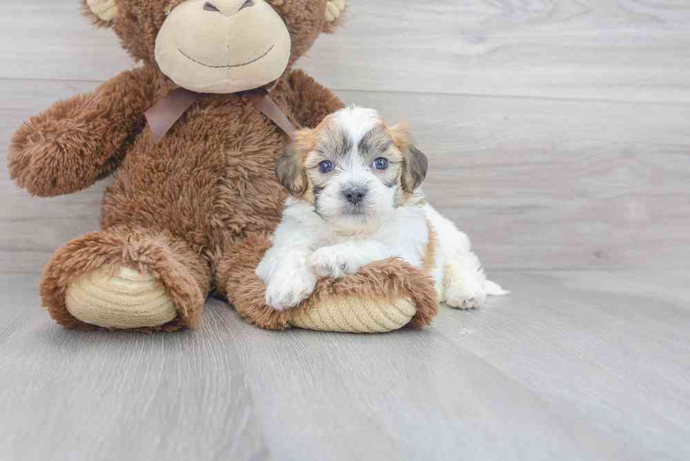Male, Teddy Bear, PV Pets