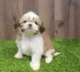 Shih Tzu