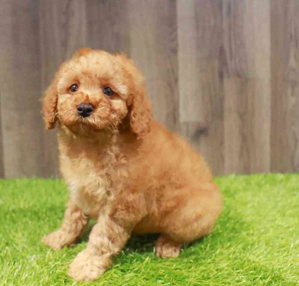 pet-img