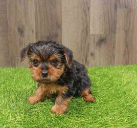 Yorkie