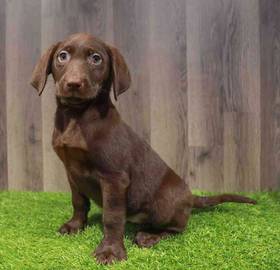 Labrador Retriever