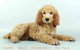 Standard Poodle
