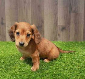 Dachshund