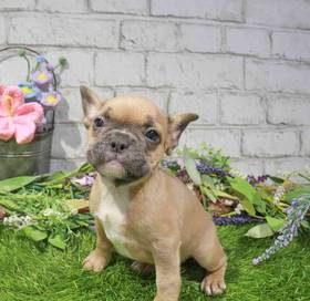 French Bulldog