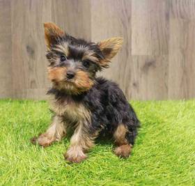 Yorkie