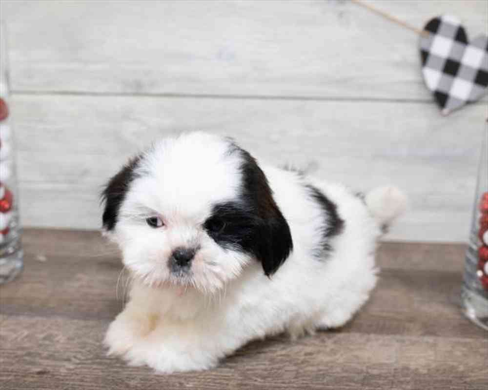 Female, Shih Tzu, PV Pets