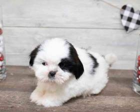 Shih Tzu