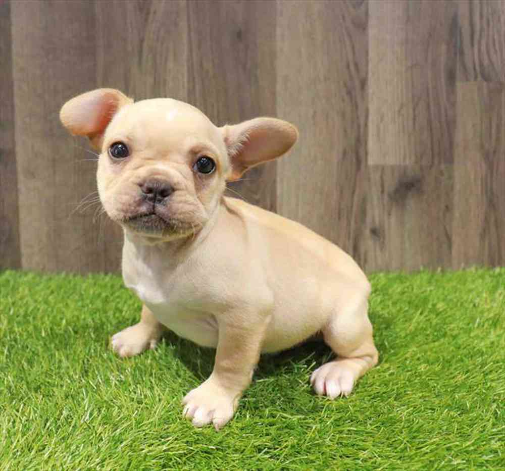pet-img