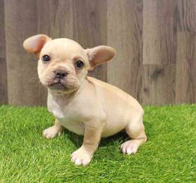 French Bulldog