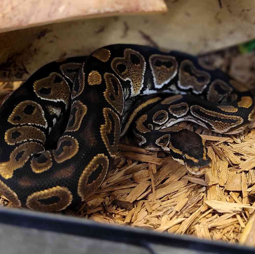 Baby Ball Python