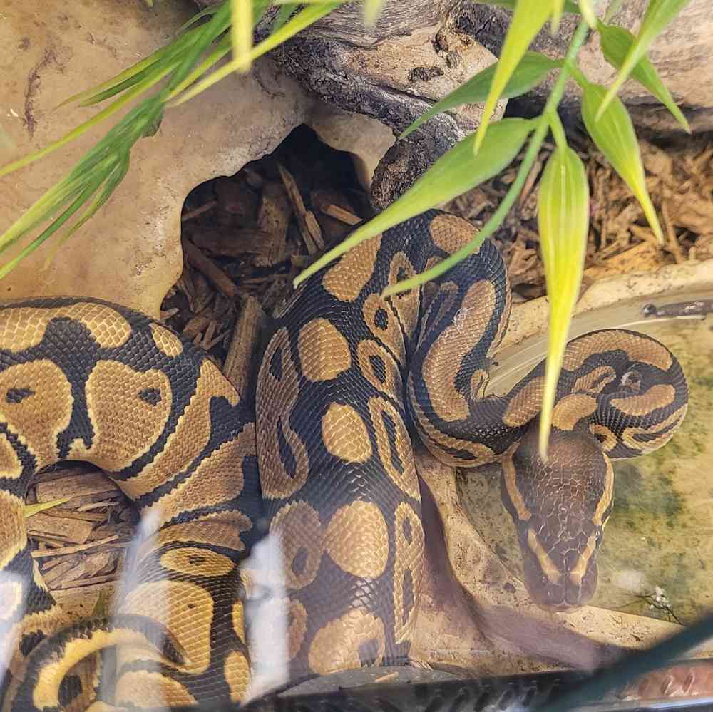 Baby Ball Python