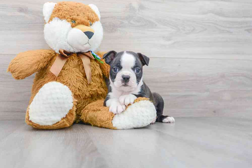 Male, Boston Terrier, PV Pets
