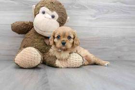 Cavalier King Charles Spaniel