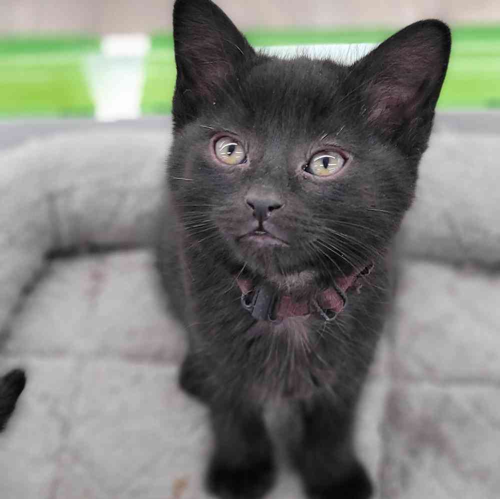 Domestic Cats