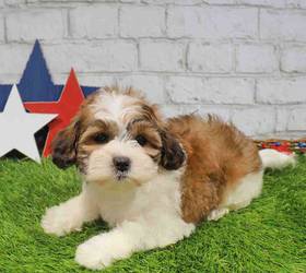 Teddy Bear