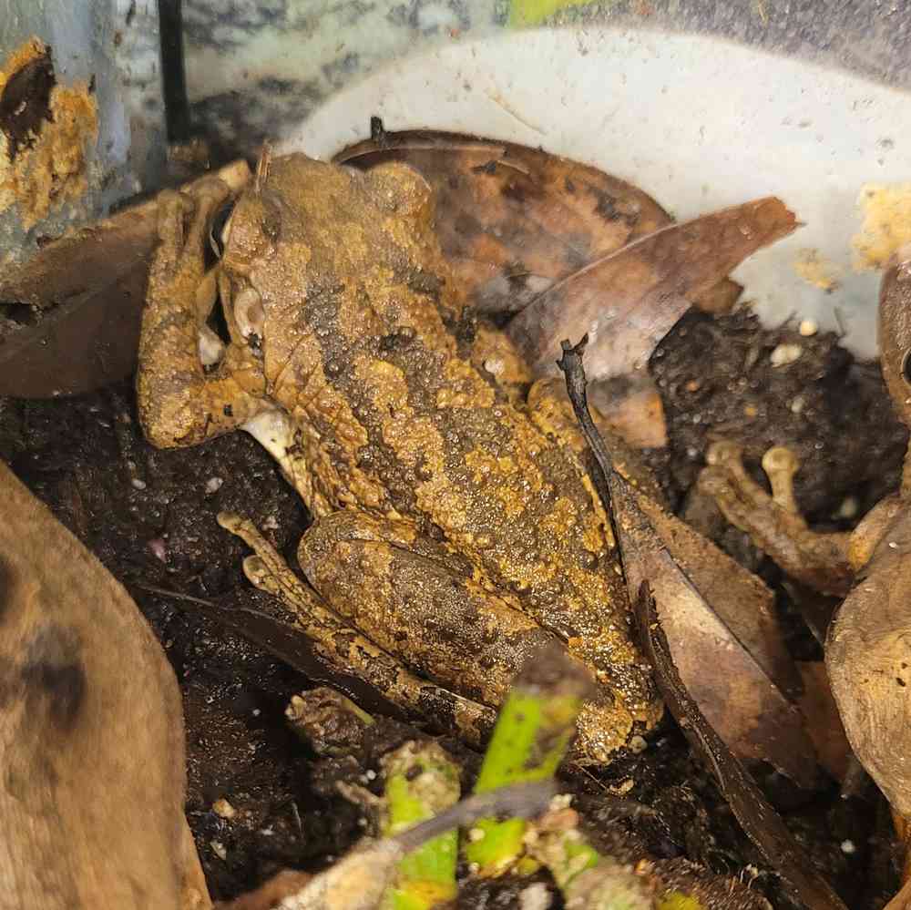 Cuban Tree Frog Amphibians for sale PV Pets, NJ