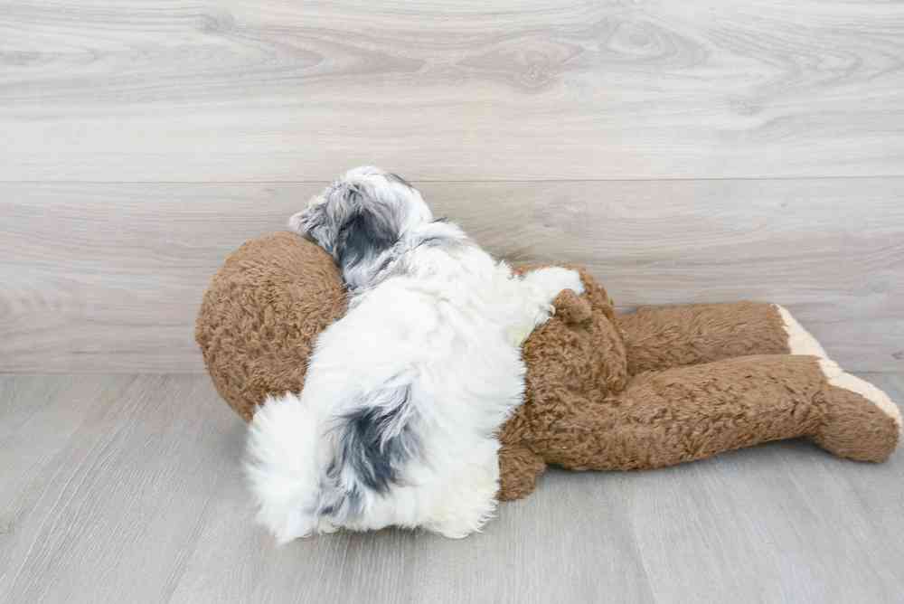 Male, Shipoo, PV Pets