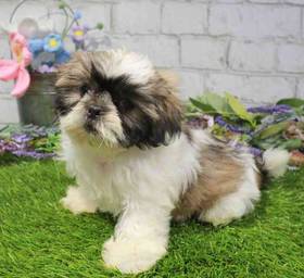 Shih Tzu