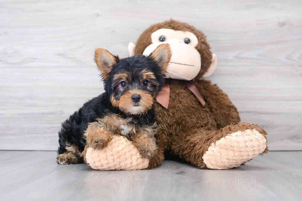 Male, Yorkie, PV Pets