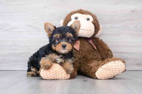 Yorkie