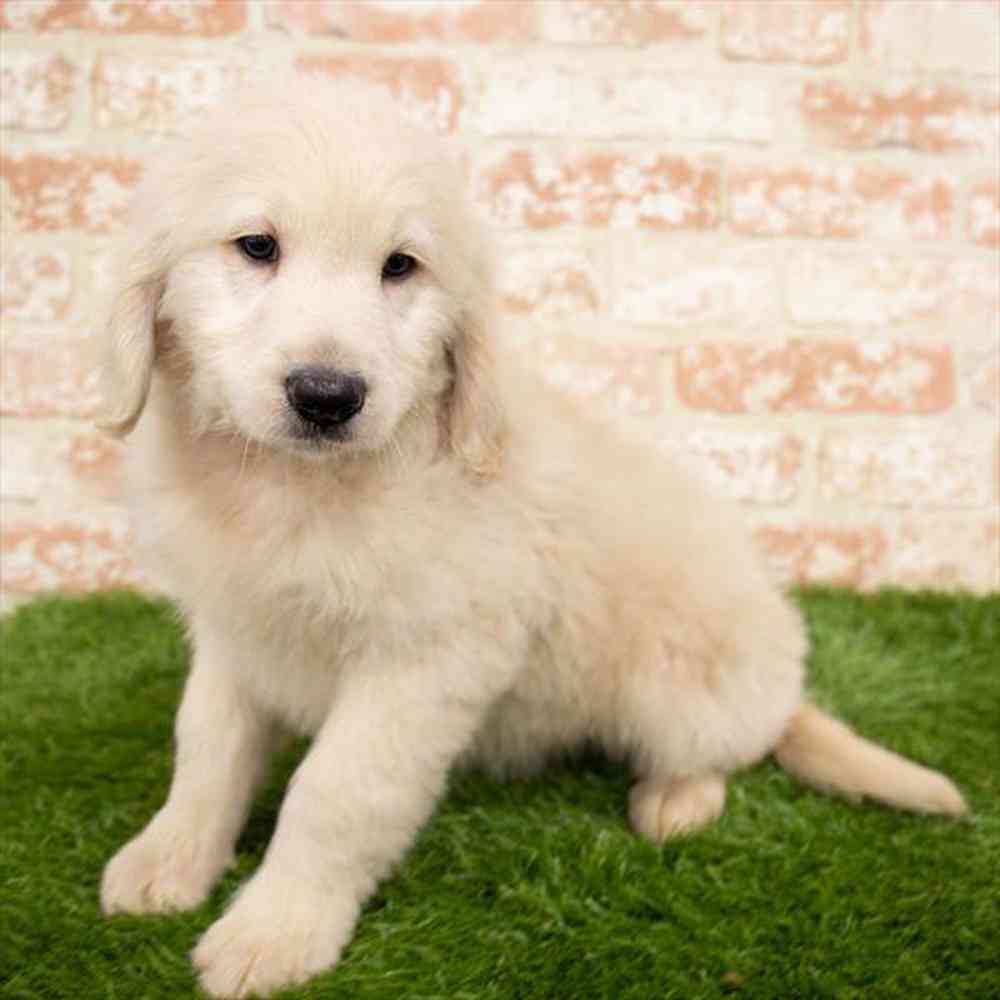 Male, Goldendoodle, PV Pets