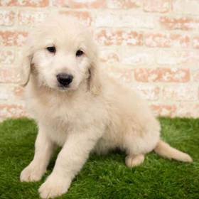 Goldendoodle