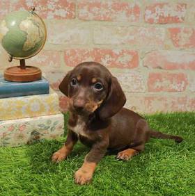 Dachshund