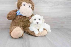 Maltipoo
