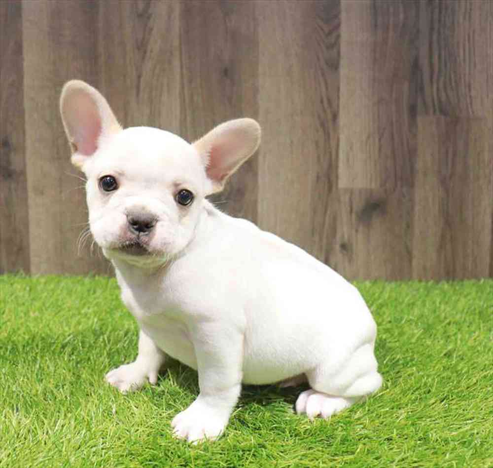 pet breed image