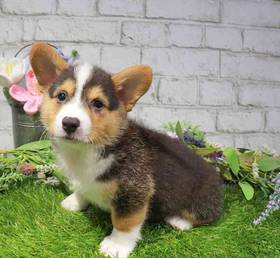 Pembroke Welsh Corgi