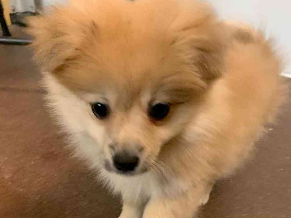 Male, Pomeranian, PV Pets