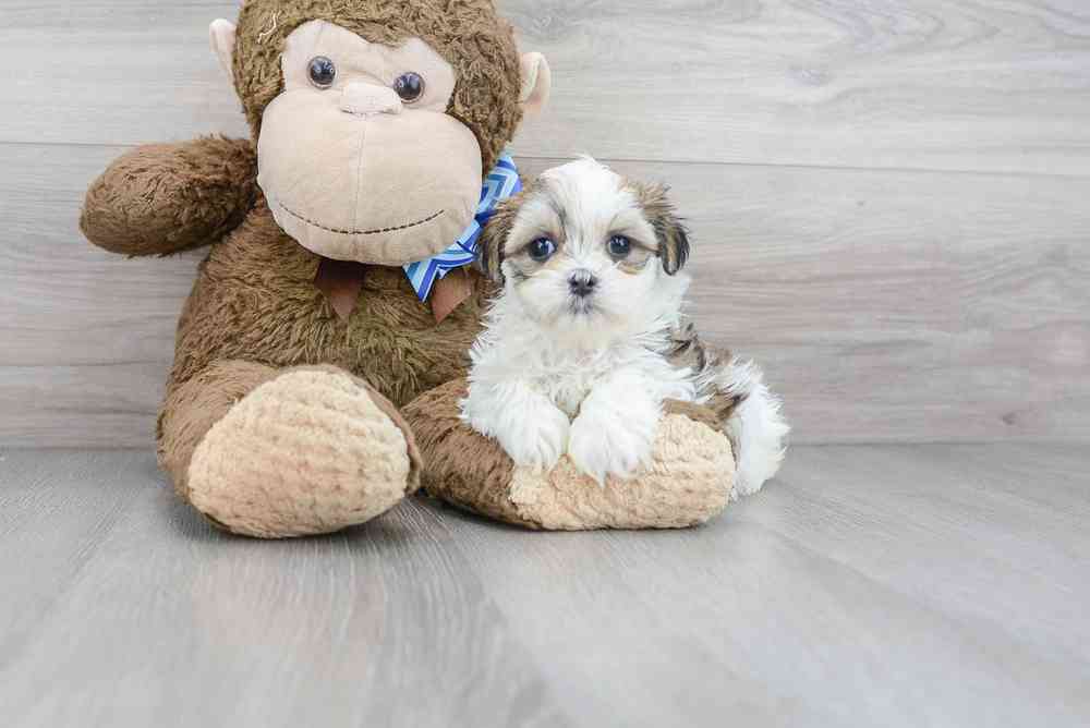 Female, Teddy Bear, PV Pets