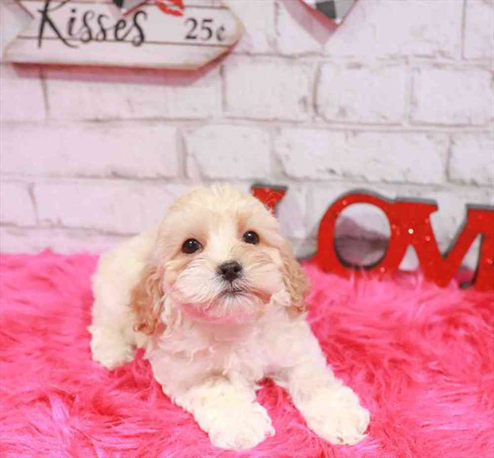 Kickapoo Price Cockapoo Puppy for sale - PV Pets