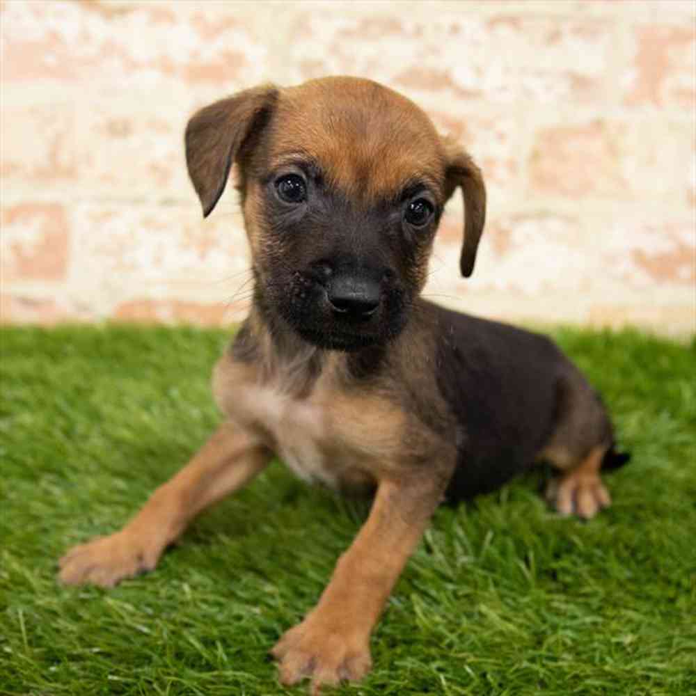 Male, Chiweenie, PV Pets