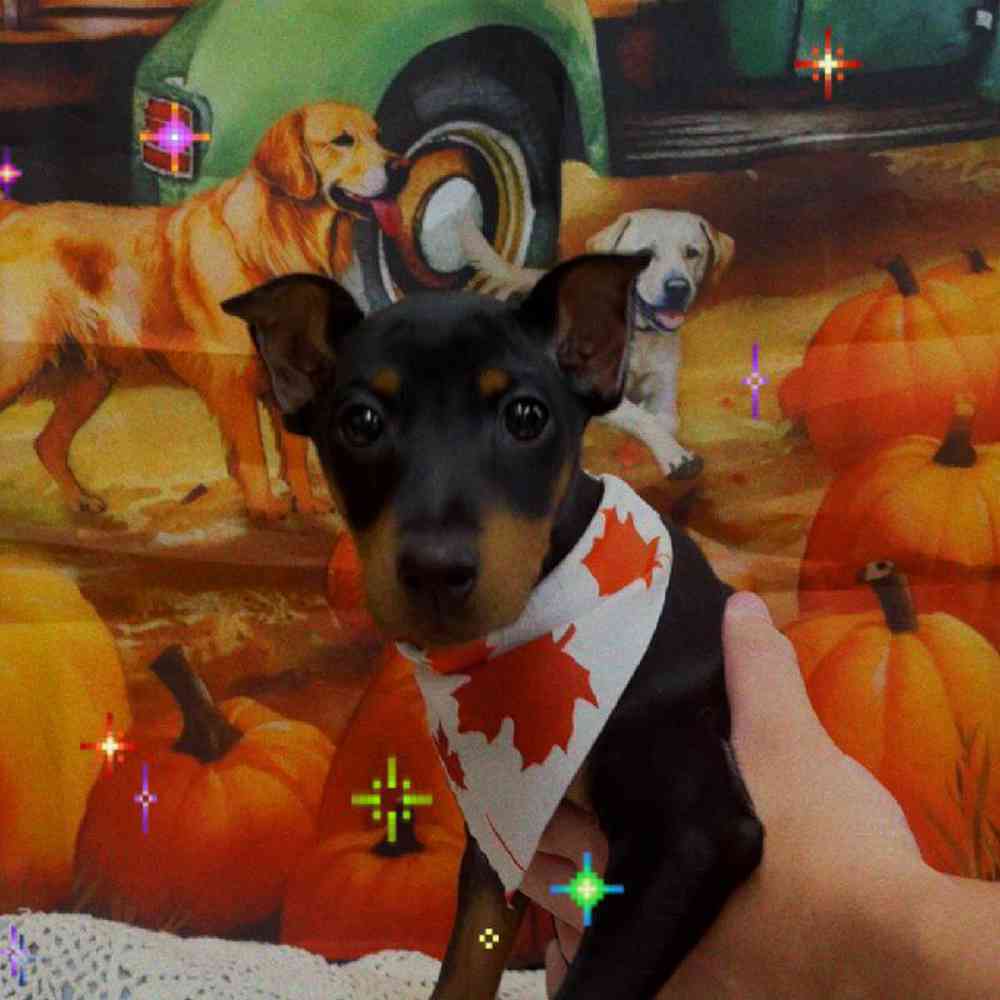 pet-img