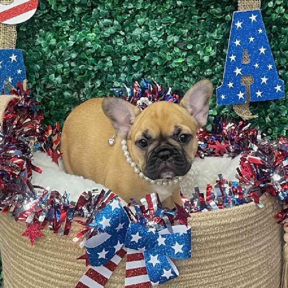 Female French Bulldog Puppy for Sale in Pennsville, NJ