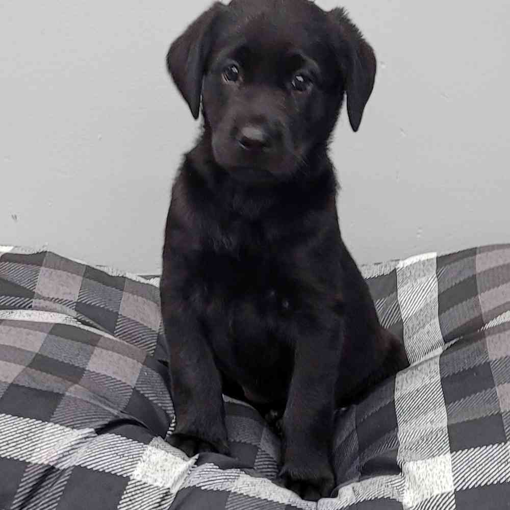 Female, Labrador Retriever, PV Pets