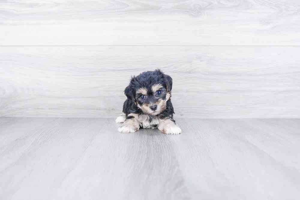 Male, Morkie, PV Pets