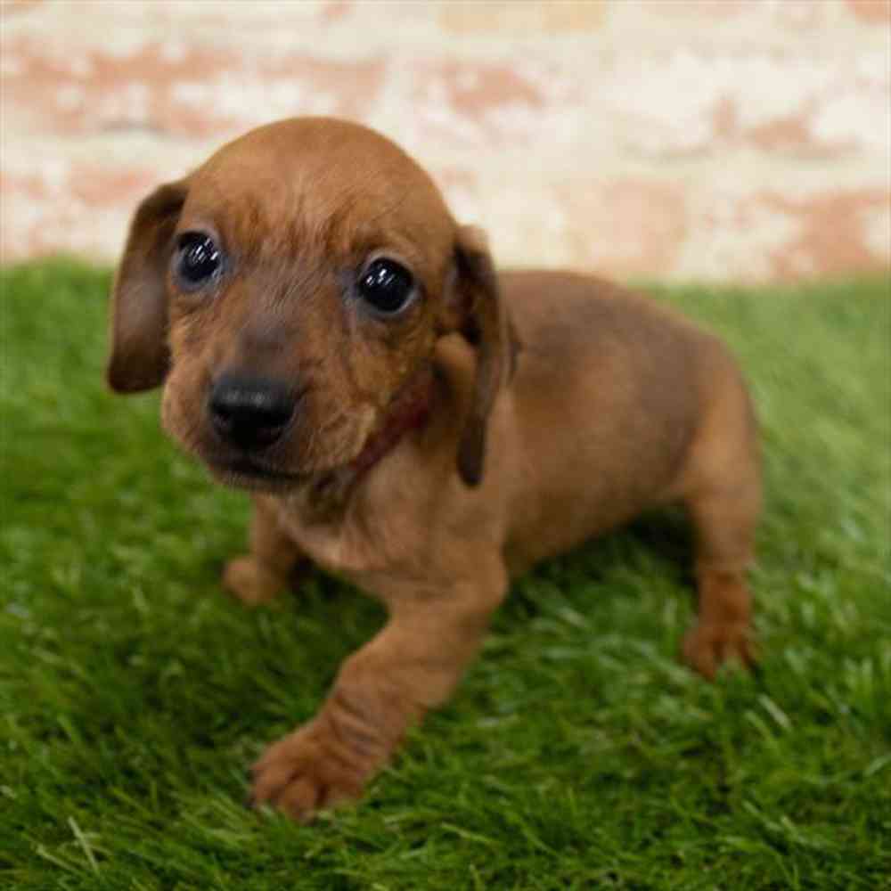 Female, Dachshund, PV Pets