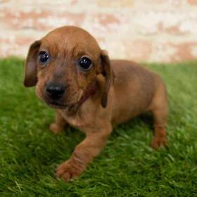 Dachshund