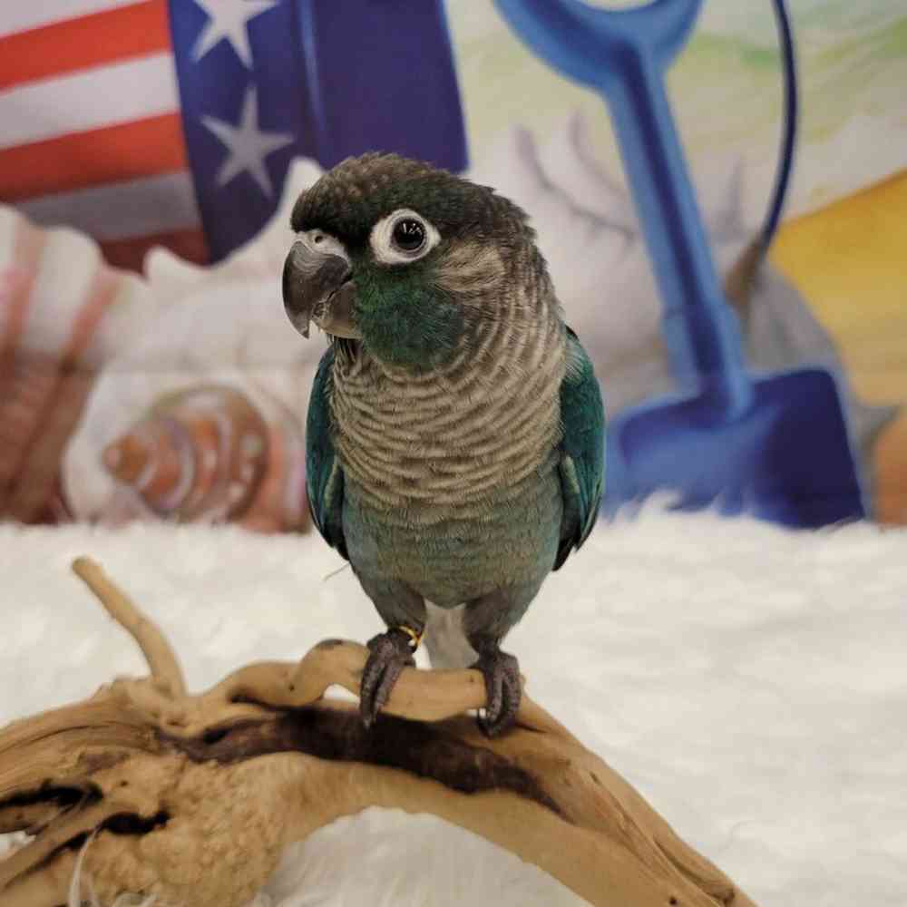 Green-Cheeked Conure