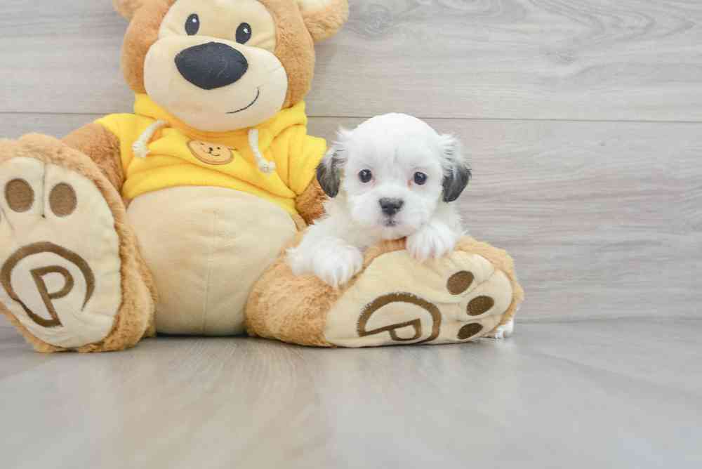 teddy-bear-jamie-12451007608968510.jpg