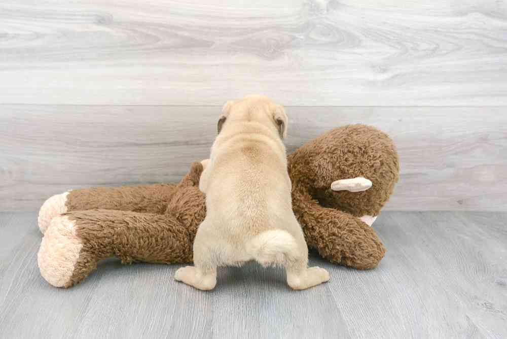 Male, Pug, PV Pets