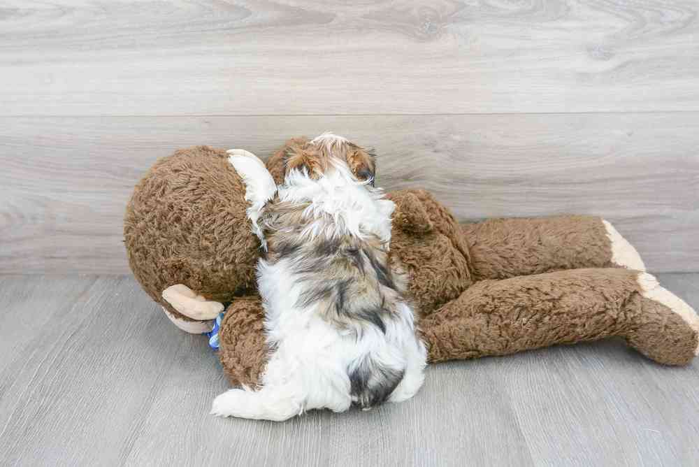 Female, Teddy Bear, PV Pets